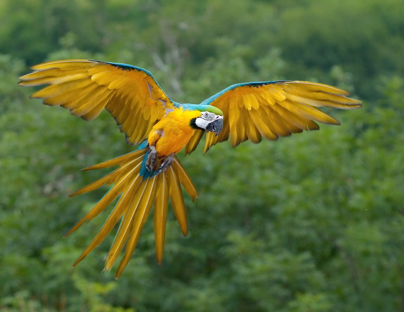 Blue and Yellow Macaws Giving Mating Calls