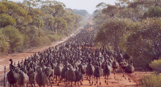 Emu Fleet during emu war