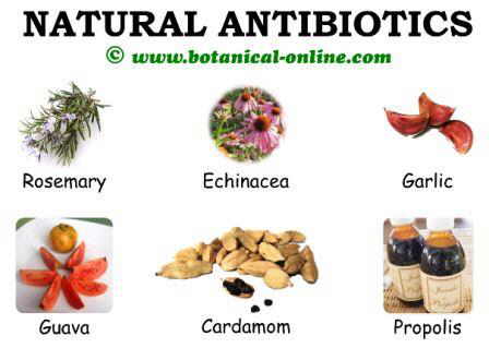 antibiotic-plants-natural