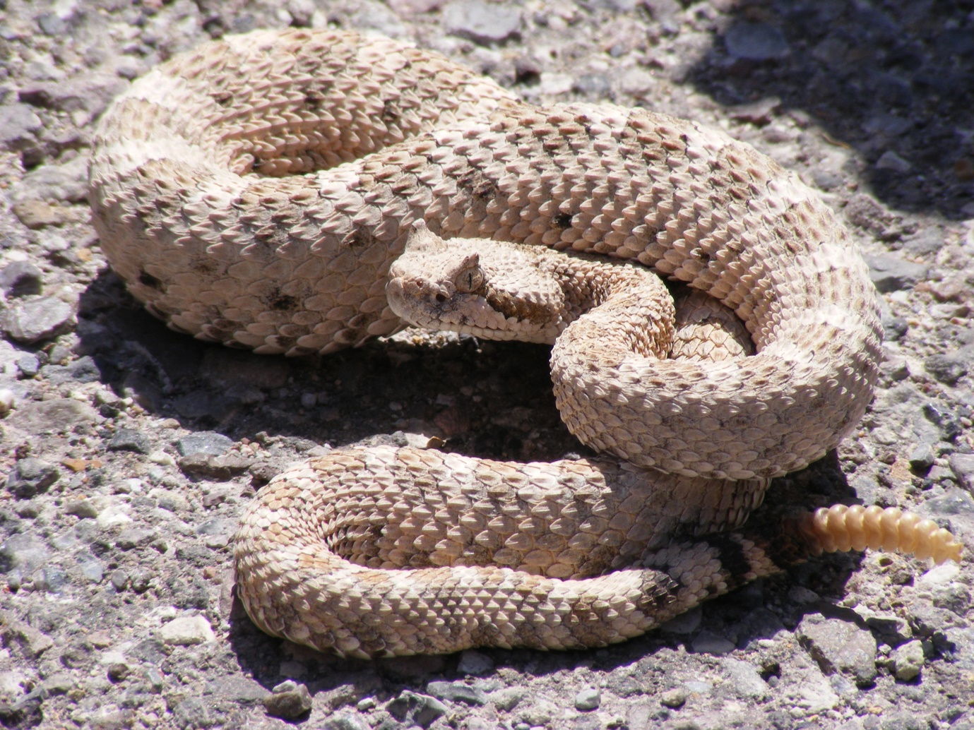 Rattlesnake giving mating calls