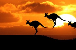 Short Story: Rahul Loves Kangaroos & Its Tail