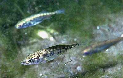 Three Spine Stickleback Fish Giving mating calls