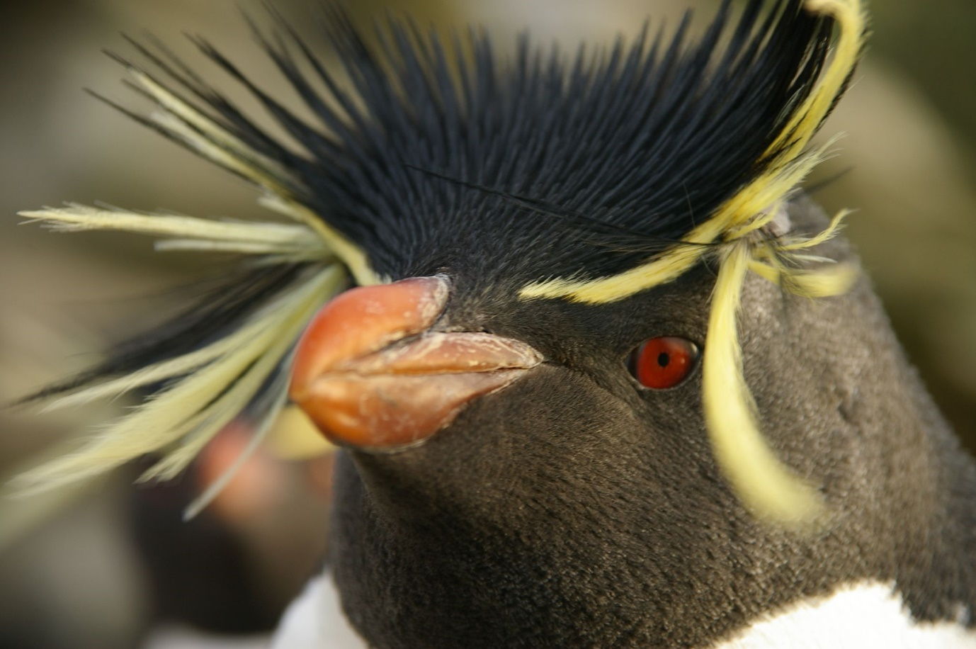 Penguins Way of Giving Mating Calls