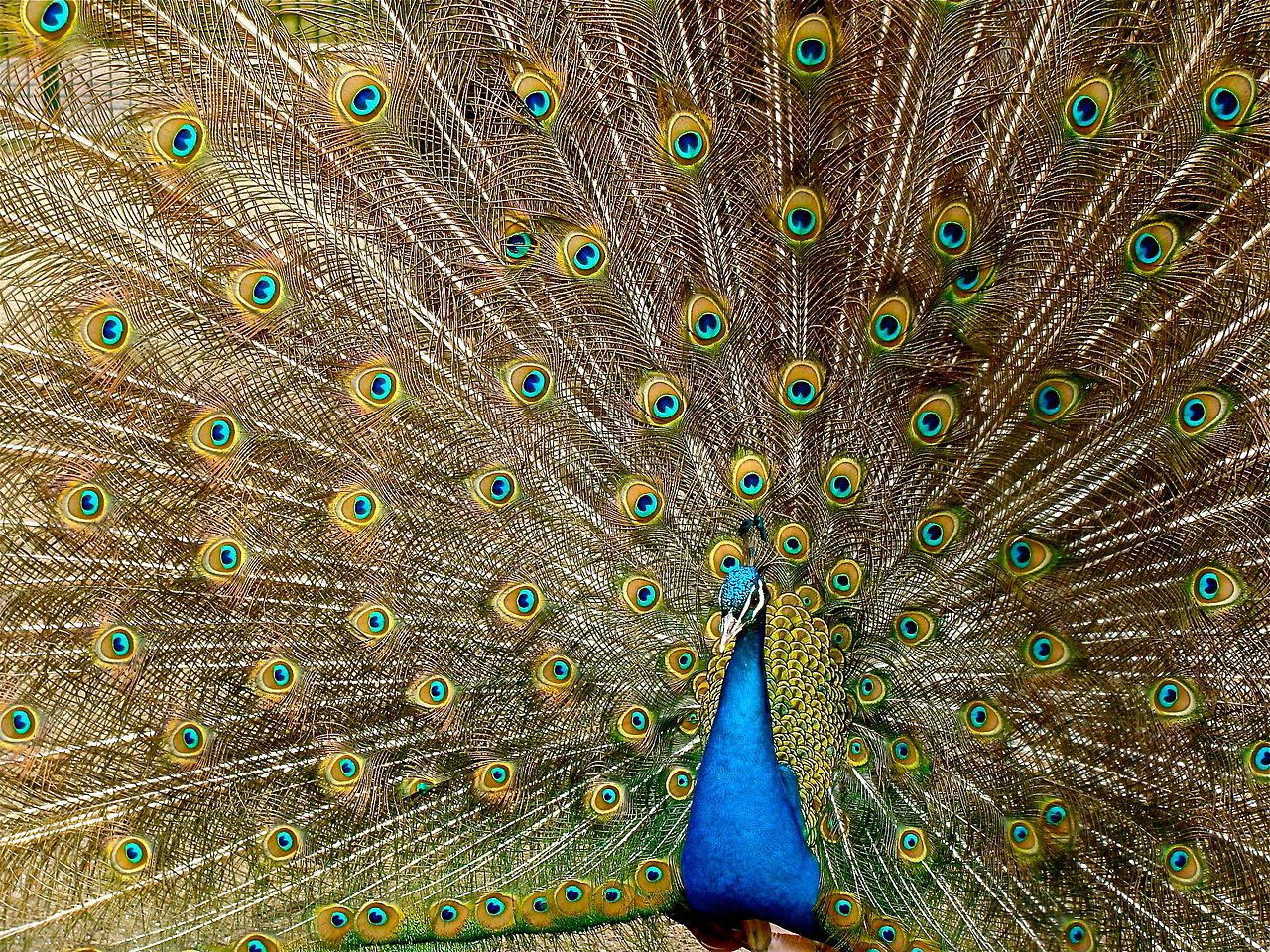 Peacock's Love