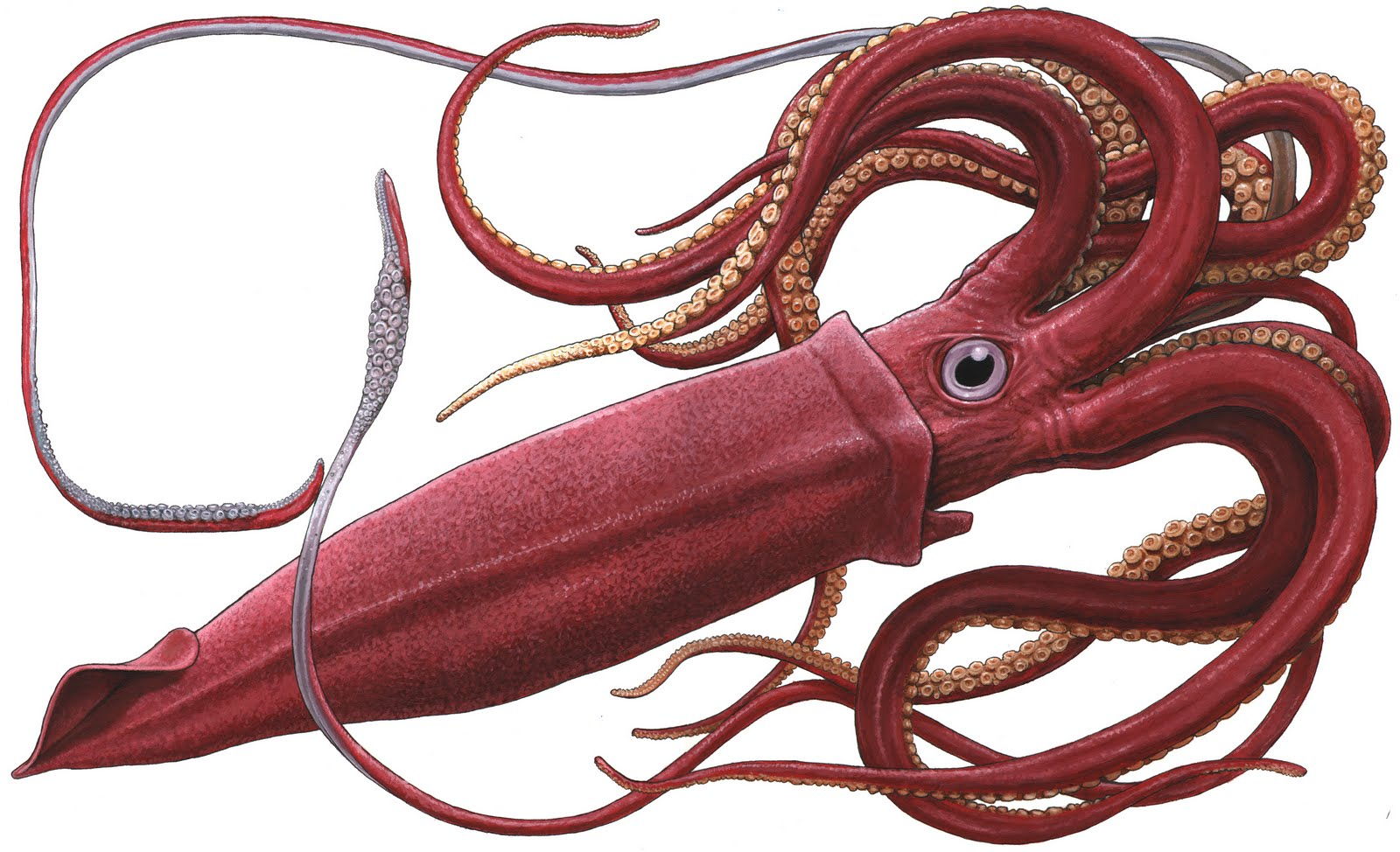 This squid has the largest animal eyes