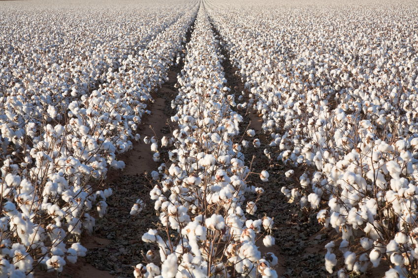 Cotton Plantation in Faisalabad