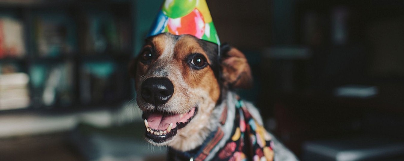 10 Dog Facts You Get To Know Only After You Have One