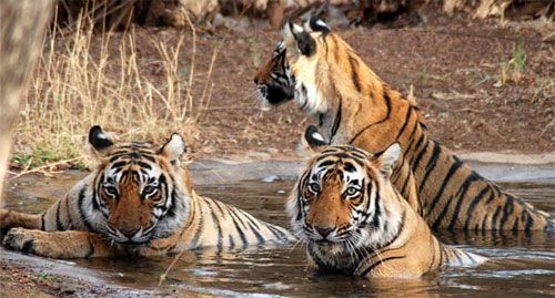 Sarika Tiger Reserve